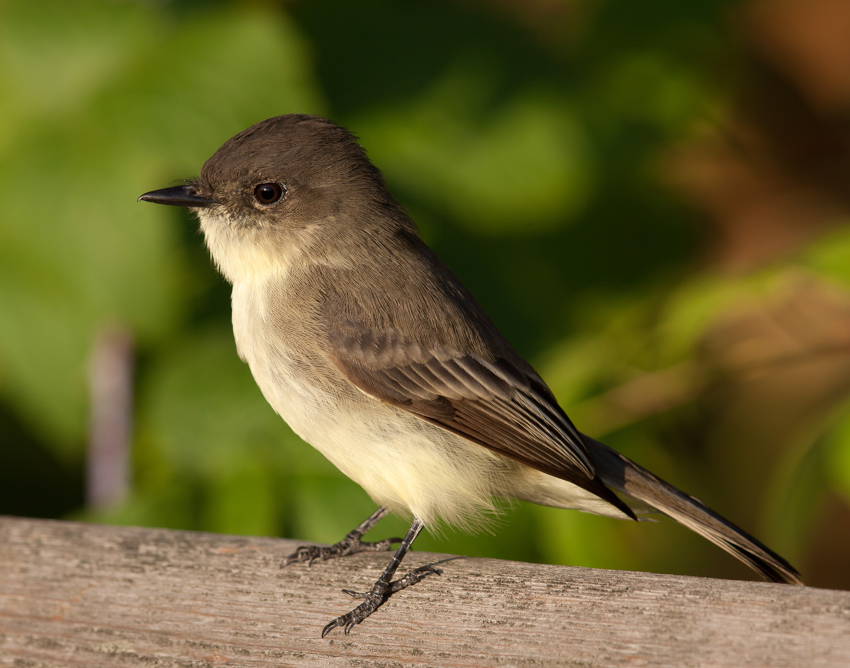 An Eastern phoebe perched on a branch