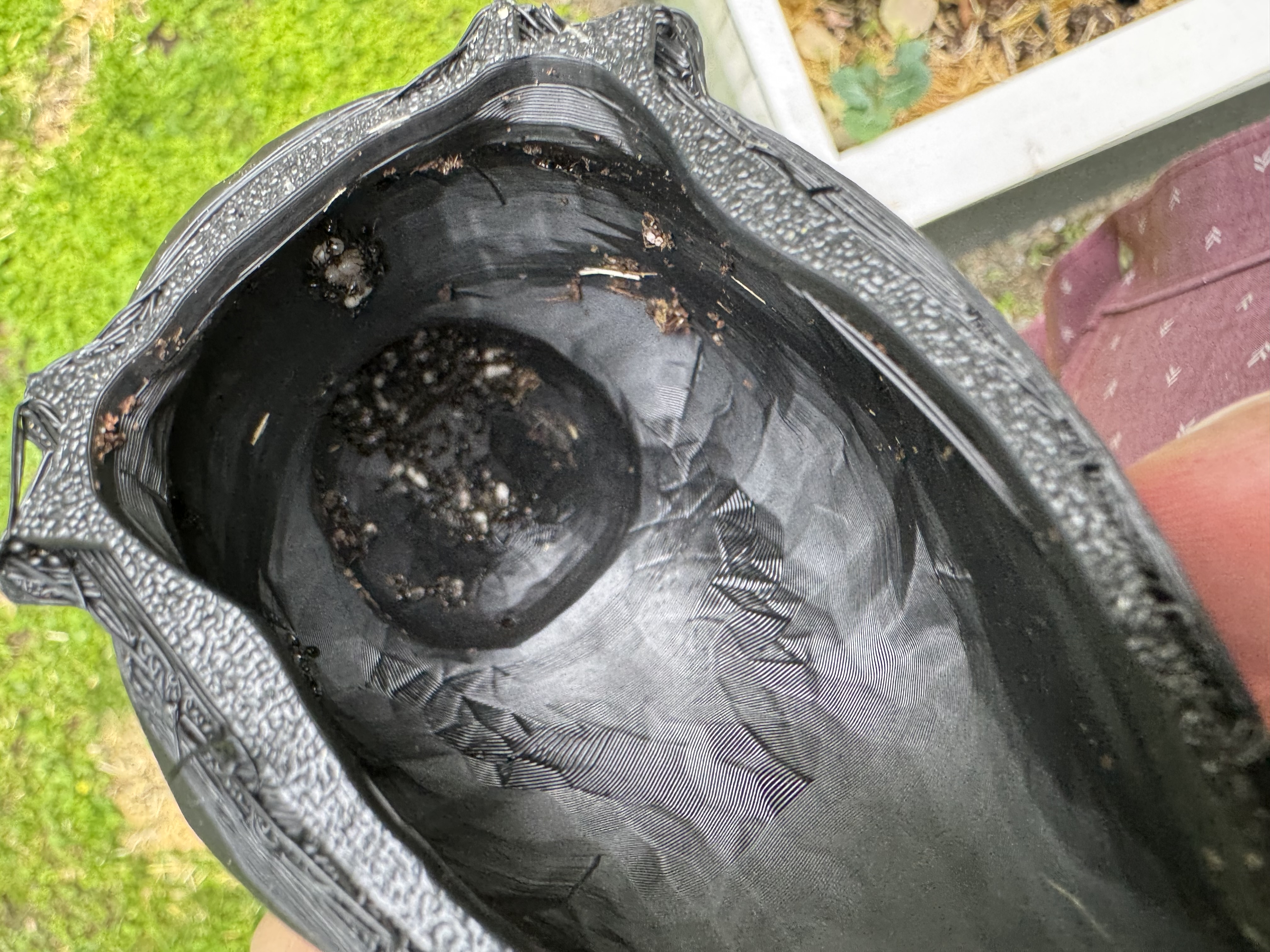 Inside of Phoebe prototype enclosure with an ant colony and larvae visible on the circuit board